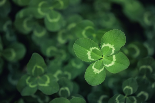 Joaillerie : le trèfle à quatre feuilles victime d’un parasit(isme) ?